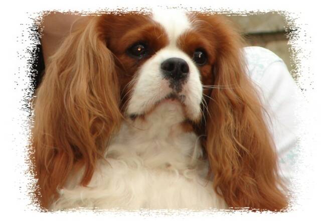 Regalcourt Cavalier King Charles Spaniels 