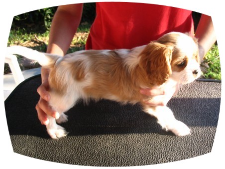 Regalcourt Cavalier King Charles Spaniels 