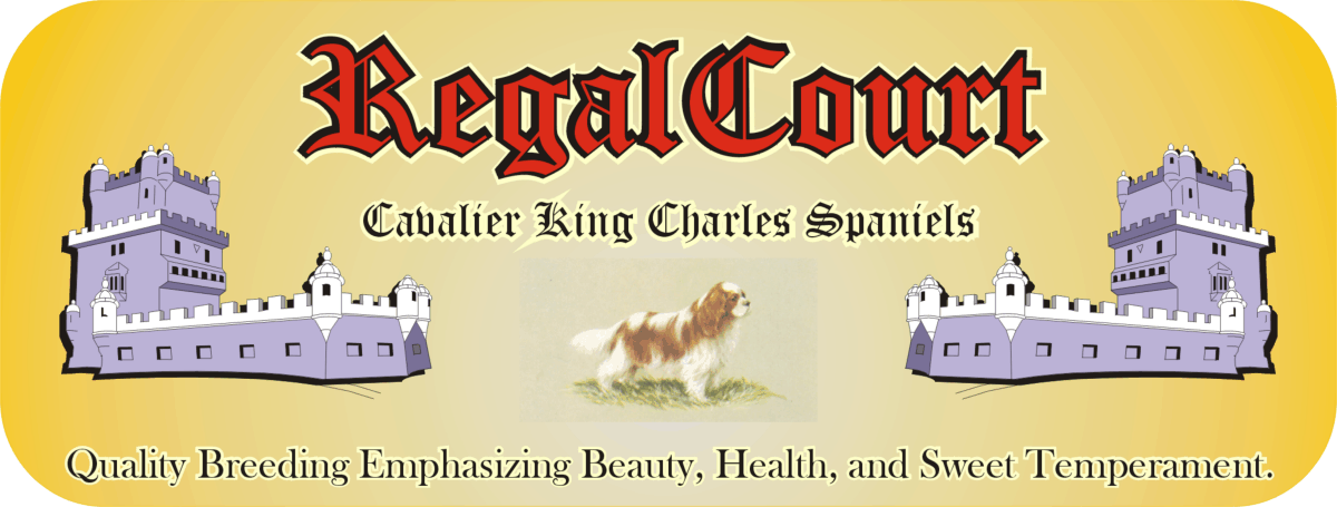 Cavalier King Charles Spaniel Puppies Texas Reputable Breeder AKC Registered Champion Bloodlines, healthy, breed standard, heart and eye cleared. 