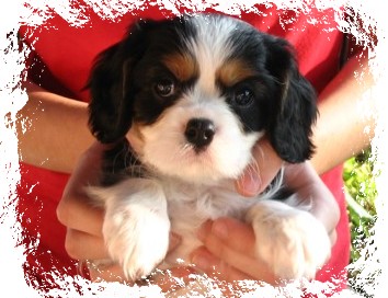 Regalcourt Cavalier King Charles Spaniels 