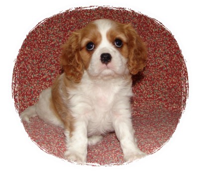 Regalcourt Cavalier King Charles Spaniels 